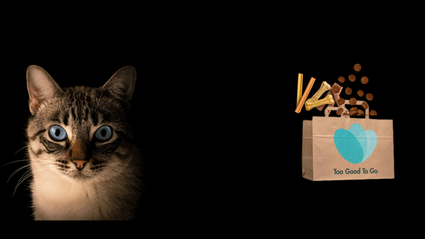 Pet Food And Fun