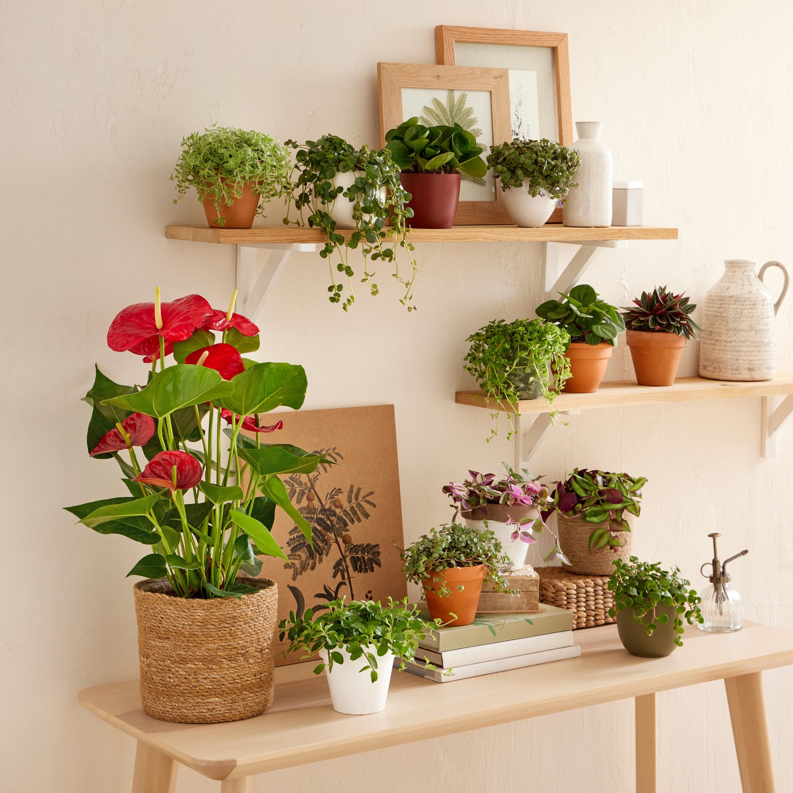 Jardiland - Toulouse Portet